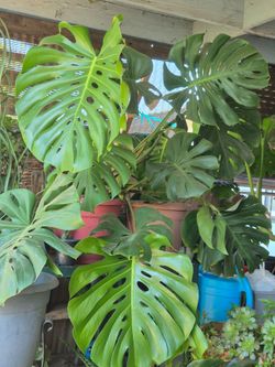 Planta