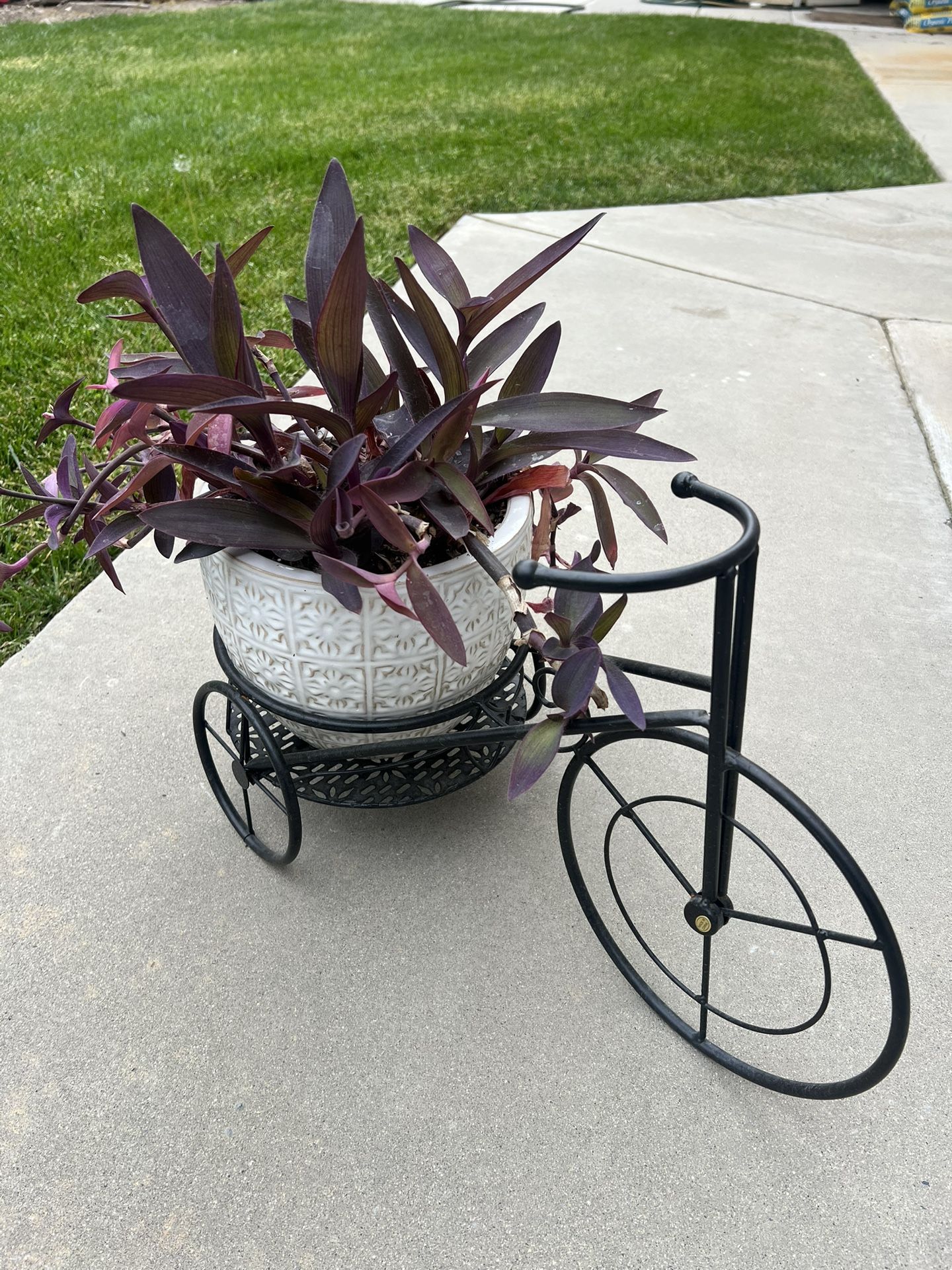 Purple heart planter with large metal bike