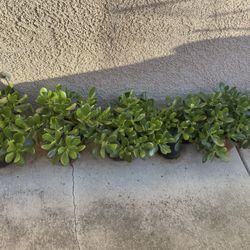 Succulent Plants