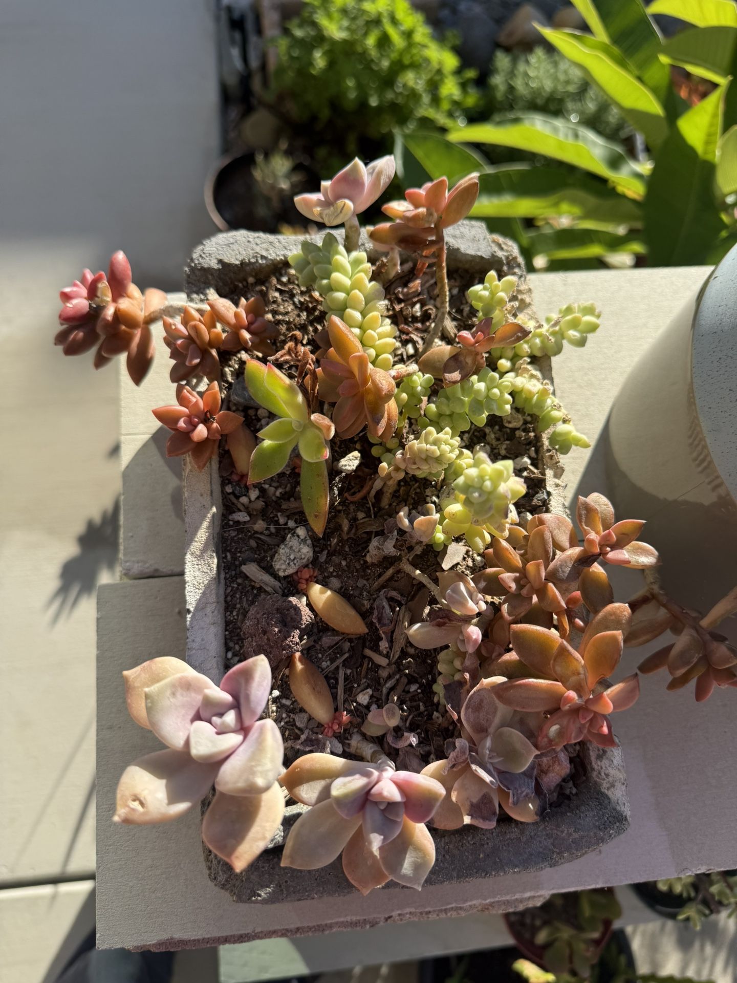 Life Succulent With Handmade Concrete Pot