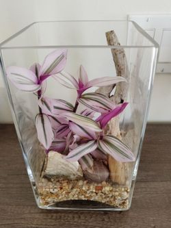 Glass terrarium