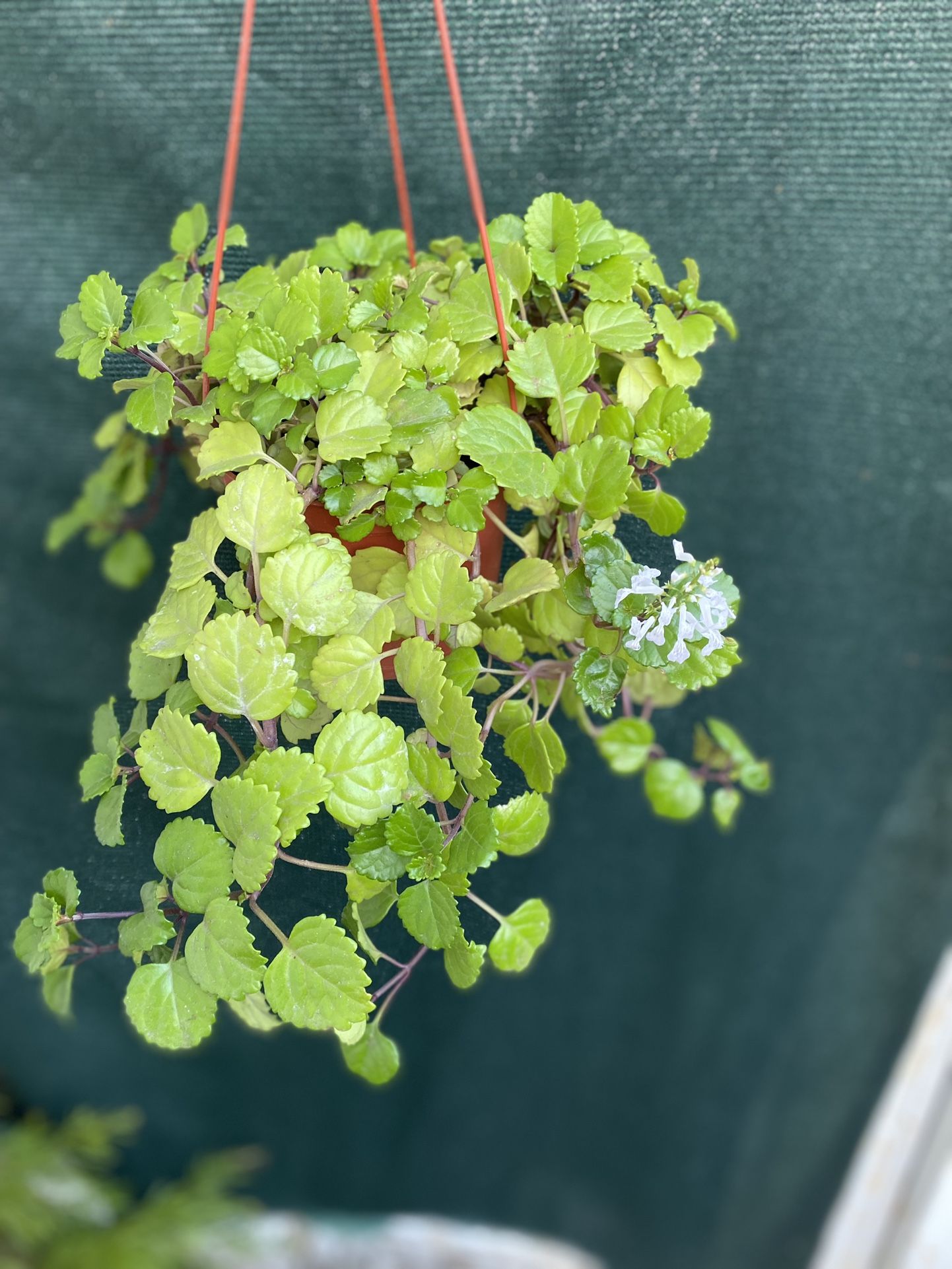 Creeping Charlie Vine Outdoor Shade Plant , In 6 Inch Pot Pick Up Only