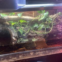 Reptile/snake Tanks For Sale