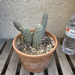 Tephrocactus Pine Cone Cactus Plant