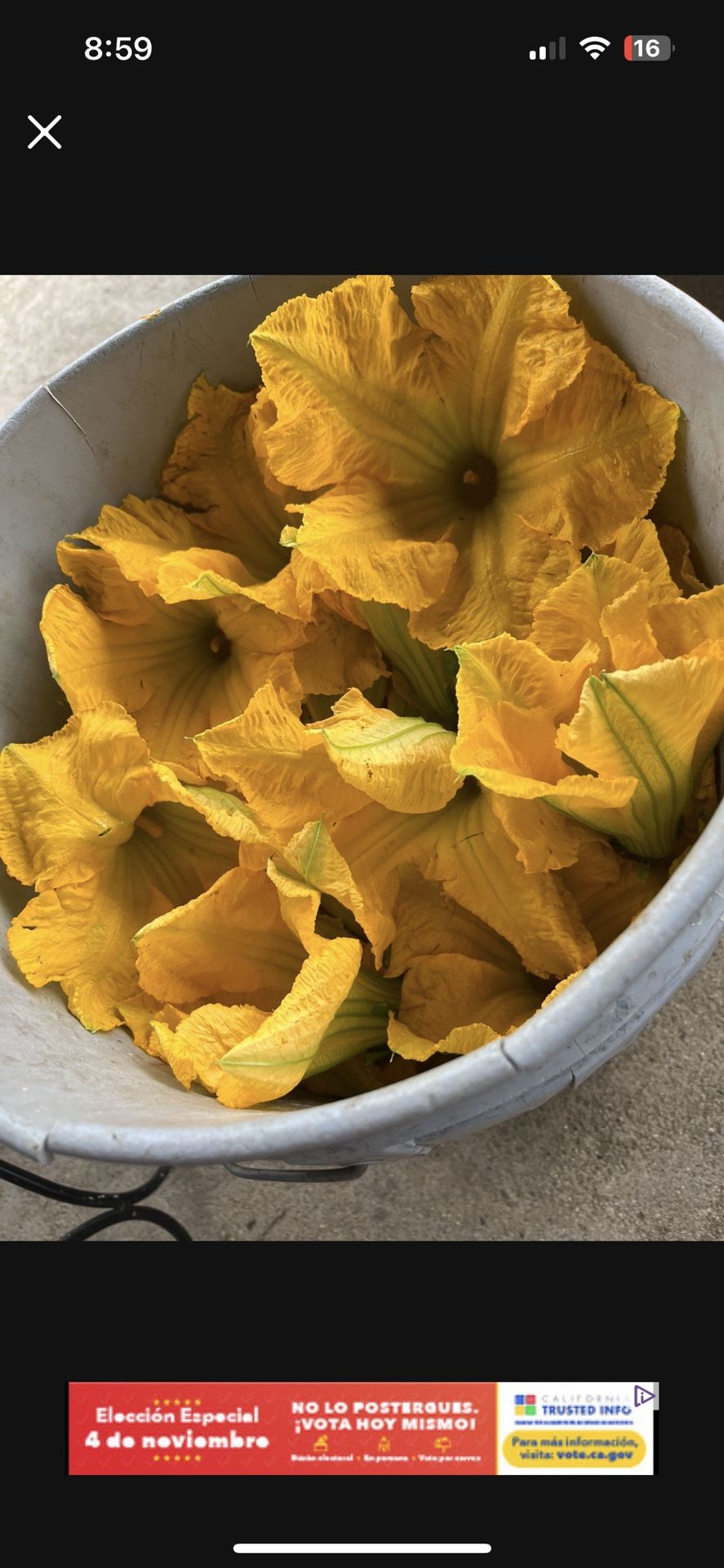 Flor De Calabaza A La Venta 10 Flores Por $1