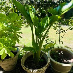 55” water  lily plan with pot Pick Up By UCSD.