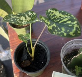 Small Frogs In The Blender Alocasia Plant 