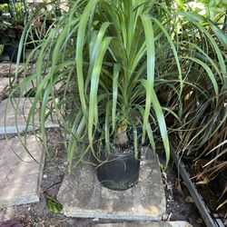 Ponytail In 3 gls Pot. SPECIAL PRICE 🤩