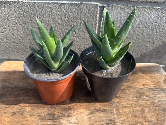 Short Leave Aloe Vera Plants 