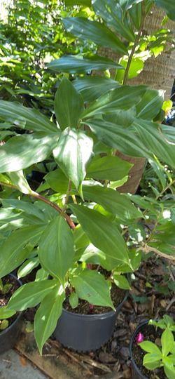 Insulin Plant(Costus Igneous)