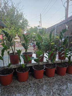 Zz babies/ plantitas zZ