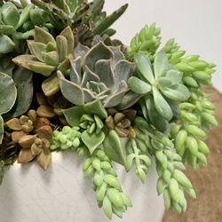 Customize Succulent Arragements  /home And Garden Decor/