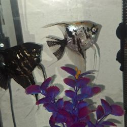 75 Gallon Fish Thank