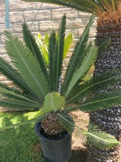 Dioon Palma sola