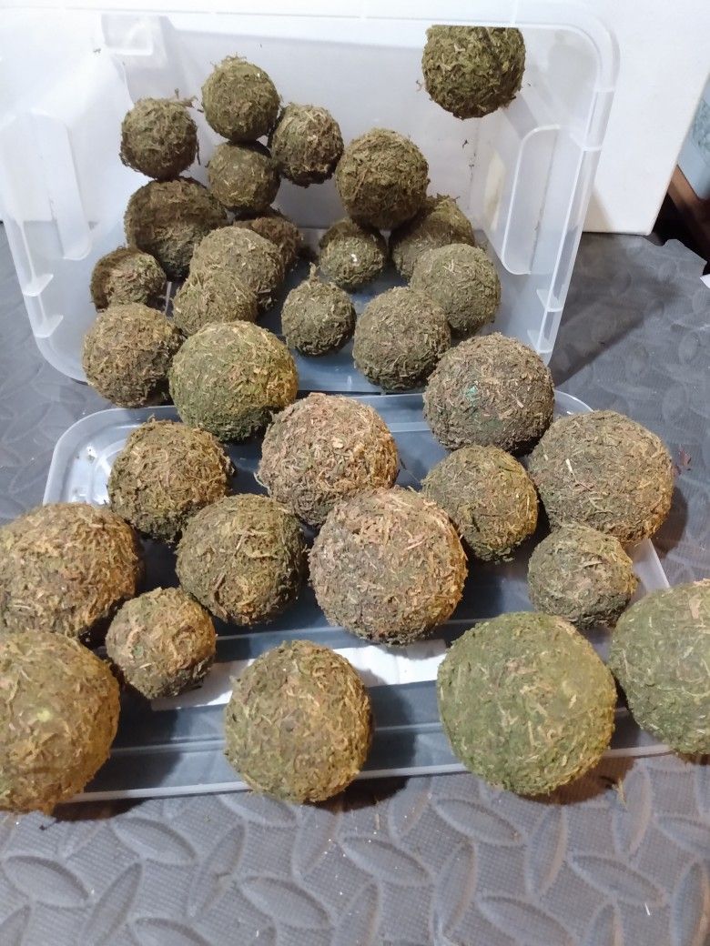 Moss Spheres 