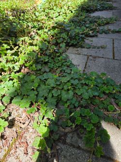 Creeping raspberries