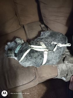 Quirky almost vintage dog harness, crummy pictures but it's kind of cool