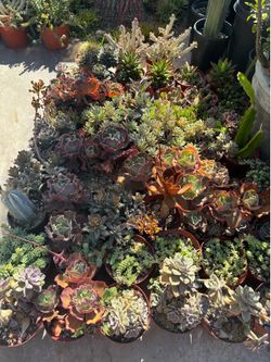 Succulent plants