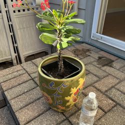 Crown Of Throne (with Pot)