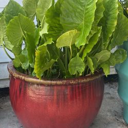 Large Planter Pot With Plant 