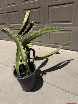 Dragon fruit plant with established roots.