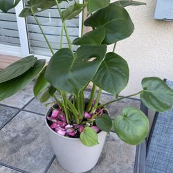 Monstera Plant In Nice Pot