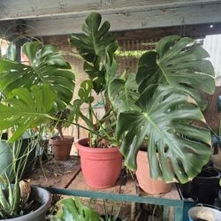 Planta Monstera