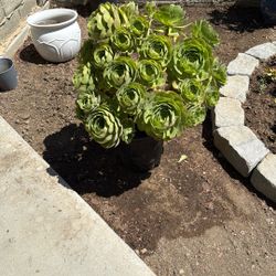 Succulent Plant 