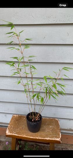 Bamboo Bonsai 27 inches