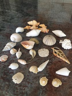 Lot of 28 Seashells