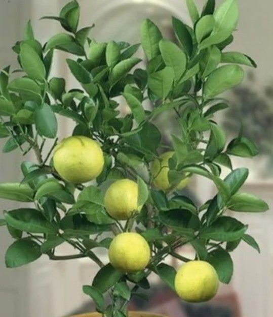 Grapefruit Trees