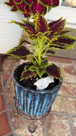 Coleus plant