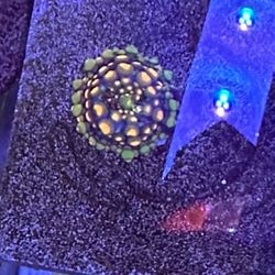 Doughboy Bounce Mushroom Coral