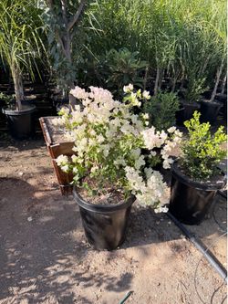 White bougainvillea 15 gal