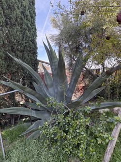 Maguey $15-35