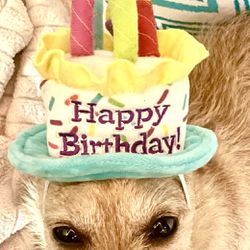 Birthday Hat For Small Dog
