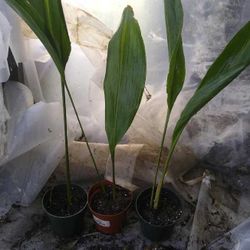 Cast Iron Plant ( John Lennon)