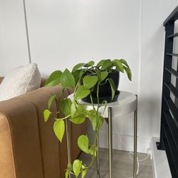 Pothos Plant