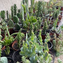 Cactus and Succulent’s 🌵