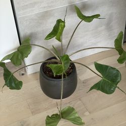 Stingray alocasia Live Plant 