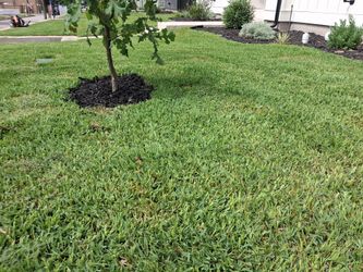 Read oak  waxahache areas corto yardas