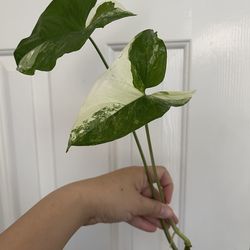 Albo Syngonium plant CUTTING- active roots