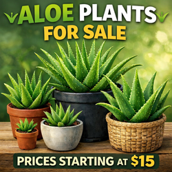 Aloe Plants for Sale