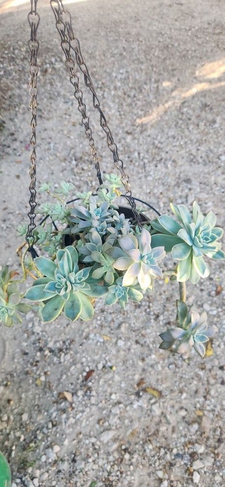 Beatiful Succulent
