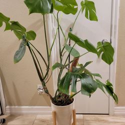 Monstera Deliciosa