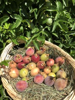 Organic Passionfruit New Season $15
