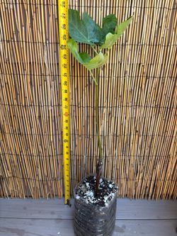 “Yellow Long Neck “ young fig tree