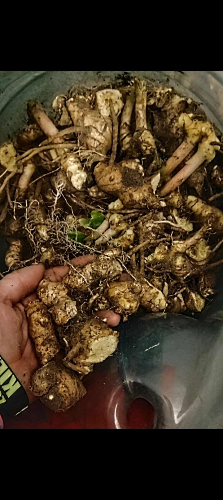 Cheap Shampoo Ginger 