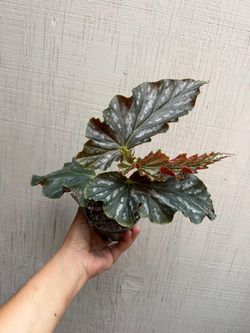 4” begonia catherine too