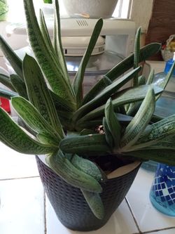 Plant